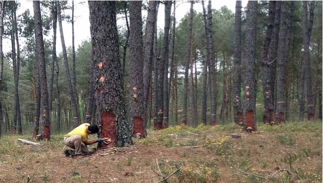 LOURIZÁN CONFIRMS THE POTENTIAL OF PINE RESINATION IN GALICIA